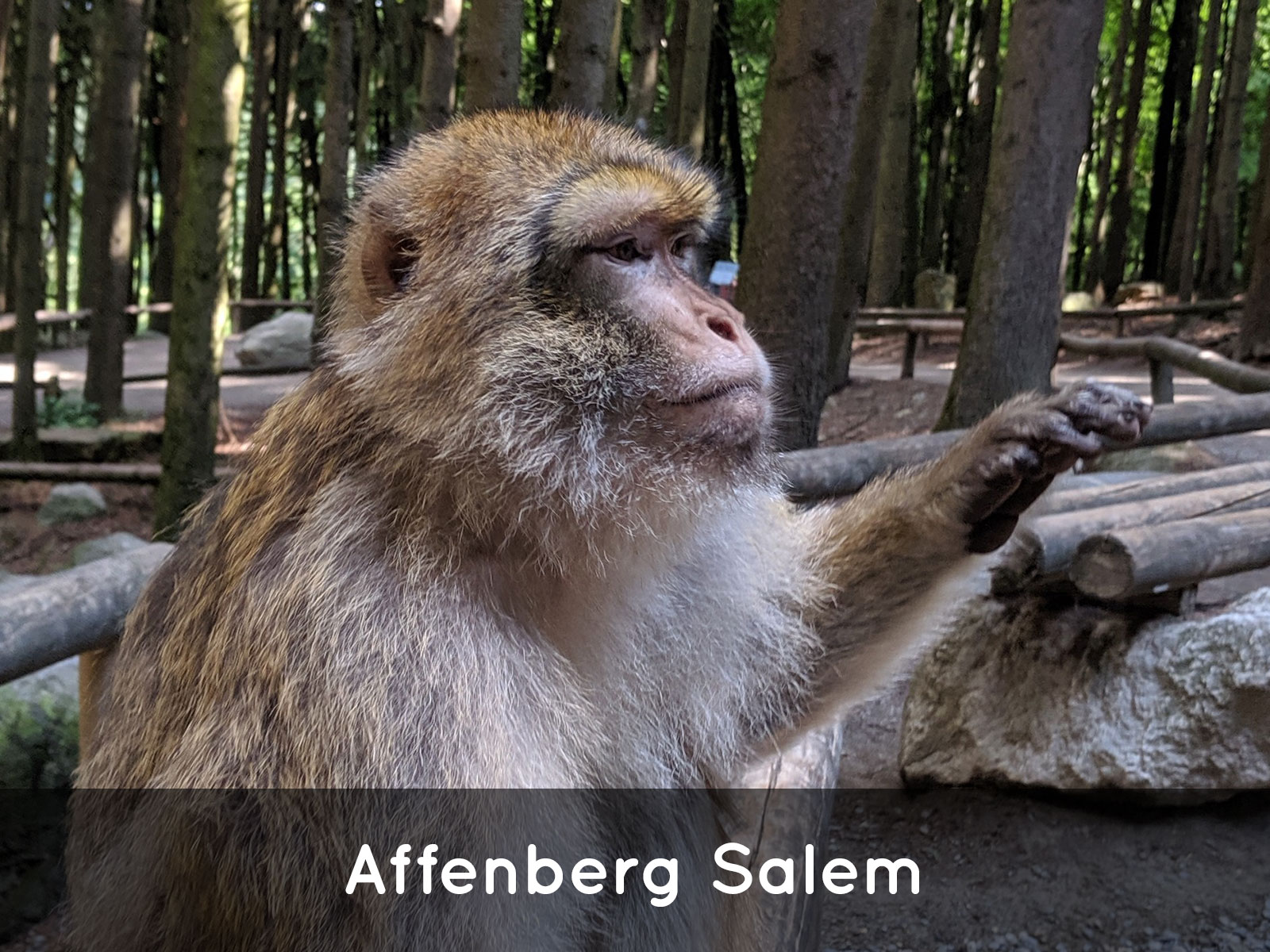 https://www.affenberg-salem.de/