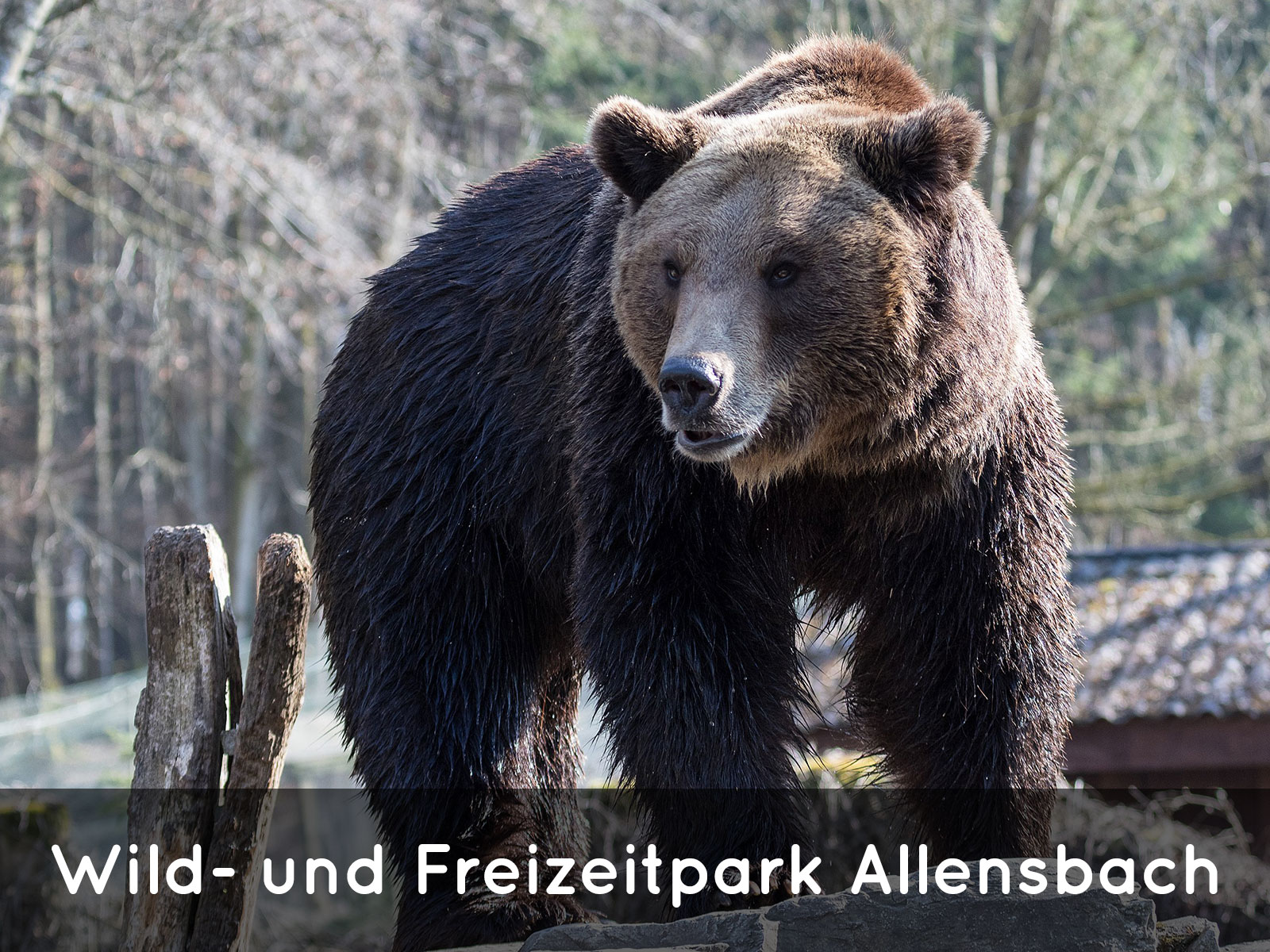 https://www.wildundfreizeitpark.de/